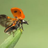 Seven Spot Ladybird Take Off 3 